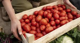 ¡Tomate disparado a $60! Precio se duplicó el último año🎦