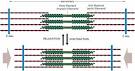 Aktin und myosin