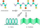 Myoglobin und die Struktur der Proteine. Nobel-Vortrag am 11