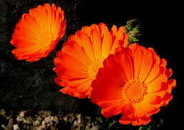Resultado de imagen de calendula flores