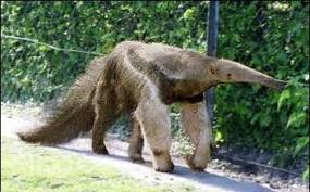 Image result for Anteaters protect their long claws by walking on: their knuckles