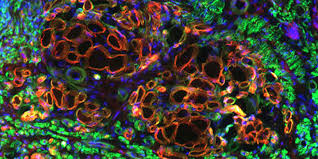 Image result for DEVELOPMENTAL BIOLOGY