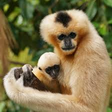 Image result for gibbon