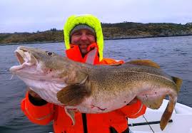 Znalezione obrazy dla zapytania dorsz w wodzie