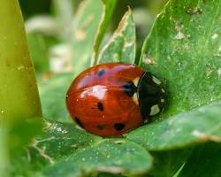 Image of Ladybugs and lacewings