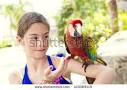 pictures of 2 parrots kissing girlfriend girl group