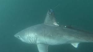 Researchers shocked after 8-foot shark is eaten by a predator. But who's the culprit?