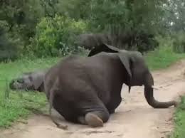 Science girl on X: "A herd of elephants became drunk after ...