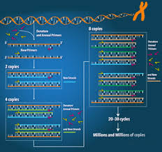 Image result for pcr