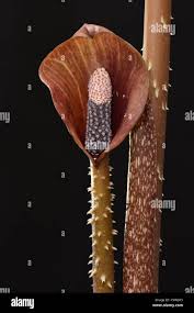 Image result for Anchomanes abbreviatus