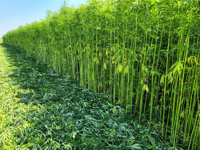 First Hemp Variety Trials Happen in Alberta