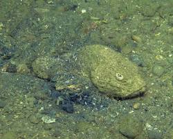 魚 保護色の画像