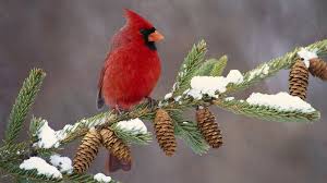 Image result for winter bird photos