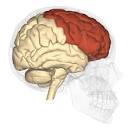 Another Day in the Frontal Lobe: A Brain Surgeon Exposes Life on