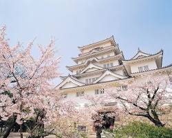 福山市 福山城公園の桜の画像