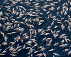 รูปภาพDead fish floating in a polluted river