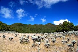 Image result for alun alun surya kencana