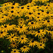 Pildiotsingu (Rudbeckia fulgida var. sullivantii) sort ` tulemus