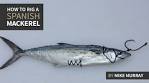 Spanish Mackerel Are - Chasin Tails Outdoors