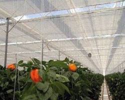 Imagen de Cultivo en Tejados con Invernadero