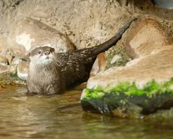 Image of Houston Zoo otter exhibit