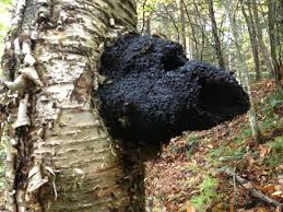 Image result for chaga mushroom images