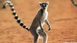 Image result for madagascar country lemurs