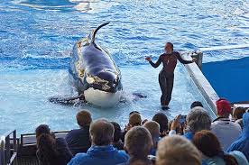Orca uccide addestratrice al SeaWorld - Corriere.it