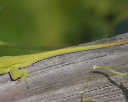 Image of Anoles