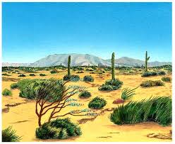 Resultado de imagen de foto de plantas del  desierto