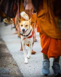 Monks Walking - By George Braine