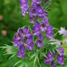 Resultado de imagen de ACONITUM IMAGENES