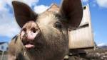  African Swine Fever outbreak reported in SA - Agriculture Dept