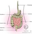 Particularits des douleurs abdominales selon la localisation