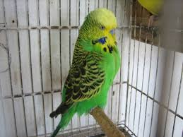 Resultado de imagem para periquito morto na gaiola - fotos gratis