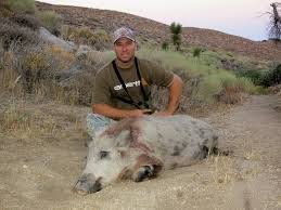 Image result for california wild boar size