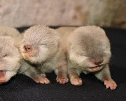 Image of San Antonio Zoo otter exhibit