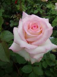 Image result for tea roses