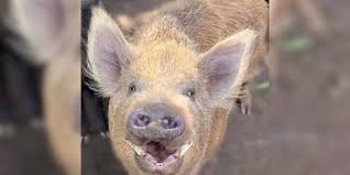 Maui Man Sentenced for Killing Beloved Pet Pig 'Eddie' to Win Hunting Contest