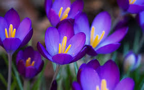 Image result for purple flowers