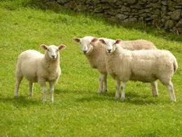 Image result for sheep