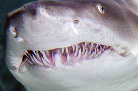 Image result for teeth of tiger shark