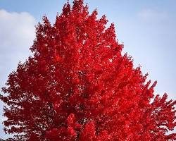 Red Maple tree