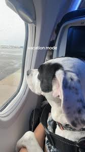 Aventuras de viaje con mi perro Pitbull | TikTok