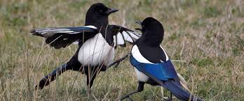 magpie chim ac la Hoc tieng anh theo chu de