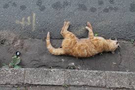 Résultat de recherche d'images pour "downtown johannesburg"