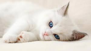 Image result for cute cat images hd