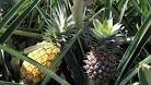 Hawaiian pineapple island