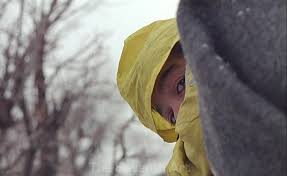 Image result for IRAN HORSES