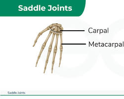 Image of Saddle joint